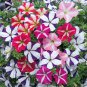 Petunia Bonsai 100 PCS Seeds