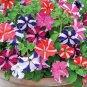 Petunia Bonsai 100 PCS Seeds
