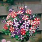 Petunia Bonsai 100 PCS Seeds