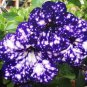 Petenia Bonsai Mini Flower 100 PCS Seeds