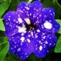 Petenia Bonsai Mini Flower 100 PCS Seeds