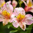Peruvian Lily Alstroemeria Water Pink Flowers with Brown Stripes 100 PCS Seeds