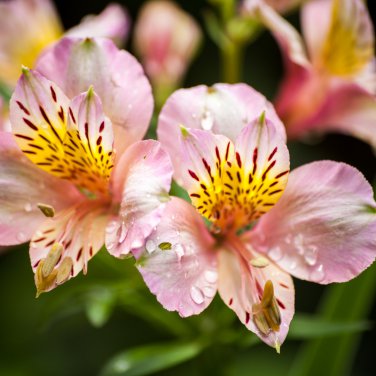 Peruvian Lily Alstroemeria Water Pink Flowers with Brown Stripes 100 PCS Seeds
