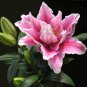 Peruvian Lily Alstroemeria Water Pink Flowers with Brown Stripes 100 PCS Seeds