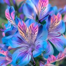 Peruvian Lily Alstroemeria Purple Blue Tiger Stripes Flowers 100 PCS Seeds