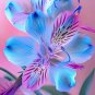 Peruvian Lily Alstroemeria Purple Blue Tiger Stripes Flowers 100 PCS Seeds