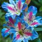 Peruvian Lily Alstroemeria Purple Blue Tiger Stripes Flowers 100 PCS Seeds