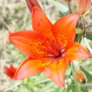 Peruvian Lily Alstroemeria Flower 100 PCS Seeds Peruvian Lily Alstroemeria Flower 100 PCS Seeds