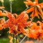 Peruvian Lily Alstroemeria Flower 100 PCS Seeds