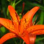 Peruvian Lily Alstroemeria Flower 100 PCS Seeds