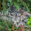 Japanese Painted Fern Light Greyish Green Leaves 100 PCS Seeds Japanese Painted Fern Light Greyish Green Leaves 100 PCS Seeds