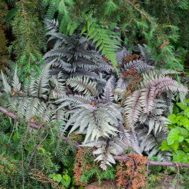 Japanese Painted Fern Light Greyish Green Leaves 100 PCS Seeds