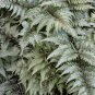 Japanese Painted Fern Light Greyish Green Leaves 100 PCS Seeds