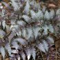 Japanese Painted Fern Light Greyish Green Leaves 100 PCS Seeds