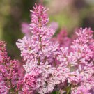 Japanese Lilac Hydrangea Flowers Pink White Flowers 100 PCS Seeds