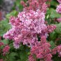 Japanese Lilac Hydrangea Flowers Pink White Flowers 100 PCS Seeds