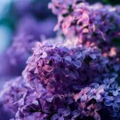 Japanese Lilac Flowers Purple Colors 100 PCS Seeds