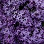 Japanese Lilac Flowers Purple Colors 100 PCS Seeds