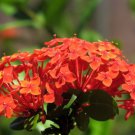 Japanese Hydrangea Flower Orange Flowers 10 PCS Seeds