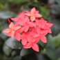 Japanese Hydrangea Flower Orange Flowers 10 PCS Seeds