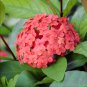 Japanese Hydrangea Flower Orange Flowers 10 PCS Seeds