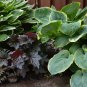 Japanese Hosta Perennials 200 PCS Seeds