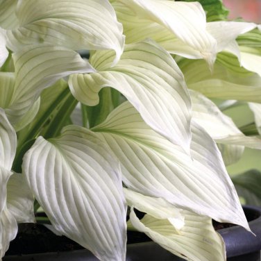 Japanese Hosta Milky White Ornamental Leaves 200 PCS Seeds