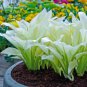 Japanese Hosta Milky White Ornamental Leaves 200 PCS Seeds