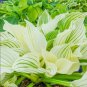 Japanese Hosta Milky White Ornamental Leaves 200 PCS Seeds
