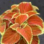 Japanese Coleus Plant 100 PCS Seeds