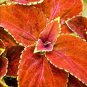 Japanese Coleus Plant 100 PCS Seeds