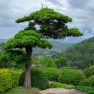 Japanese Cedar Tree Bonsai Resistant 100 PCS Seeds Japanese Cedar Tree Bonsai Resistant 100 PCS Seeds