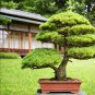 Japanese Cedar Tree Bonsai Resistant 100 PCS Seeds