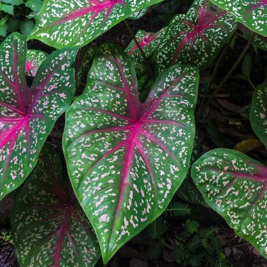 Japanese Caladium Bicolor 100 PCS Seeds