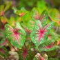 Japanese Caladium Bicolor 100 PCS Seeds