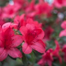 Japanese Azalea Dark Red Rhododendron Flowers 100 PCS Seeds Japanese Azalea Dark Red Rhododendron Flowers 100 PCS Seeds