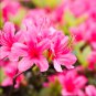 Japanese Azalea Dark Red Rhododendron Flowers 100 PCS Seeds