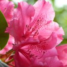 Japanese Azalea Rhododendron Azalea Red Flowers 20 PCS Seeds