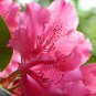 Japanese Azalea Rhododendron Azalea Red Flowers 20 PCS Seeds