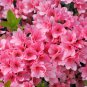 Japanese Azalea Rhododendron Azalea Red Flowers 20 PCS Seeds