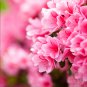 Japanese Azalea Rhododendron Azalea Red Flowers 20 PCS Seeds