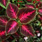 Janpanse Colorful Coleus 'Rainbow Dragon' Herbs 50 PCS Seeds