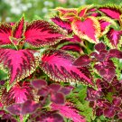 Janpanse Bonsai Coleus Plant Rainbow Dragon Foliage Plants 100 PCS Seeds