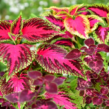 Janpanse Bonsai Coleus Plant Rainbow Dragon Foliage Plants 100 PCS Seeds