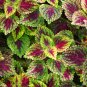 Janpanese Coleus Blumei Fire Red Herb Leaves with Light Green 50 PCS Seeds