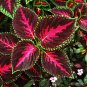 Janpanese Bonsai Coleus Plant Rainbow Dragon Foliage Plant 100 PCS Seeds