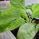 Jamaican CALLALOO (Edible Amaranth) Real Jamaican Organic Heirloom 100 PCS Seeds