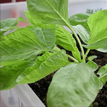 Jamaican CALLALOO (Edible Amaranth) Real Jamaican Organic Heirloom 100 PCS Seeds