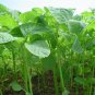 Jamaican CALLALOO (Edible Amaranth) Real Jamaican Organic Heirloom 100 PCS Seeds