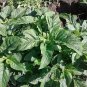 Jamaican CALLALOO (Edible Amaranth) Real Jamaican Organic Heirloom 100 PCS Seeds